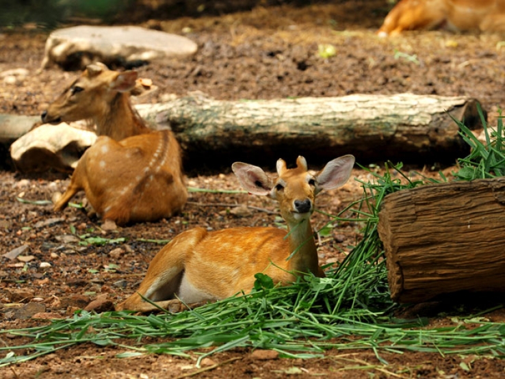 Keibul Lamjao National Park