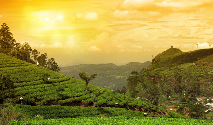 The Best Destinations Indian for Tea Lovers 