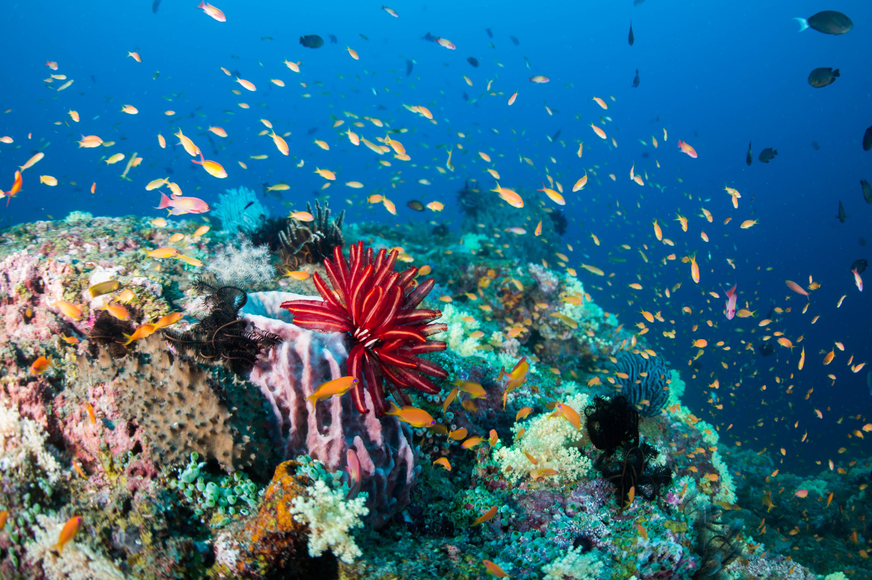 Индийский океан жизнь в океане. Коралловые рифы красного моря. Коралловый риф Тайланд. Андаманское море подводный мир. Коралловый риф Андаманского моря.