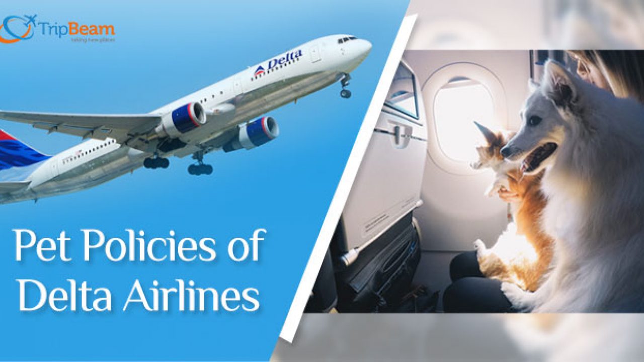 Delta airlines pet cargo cost cheap