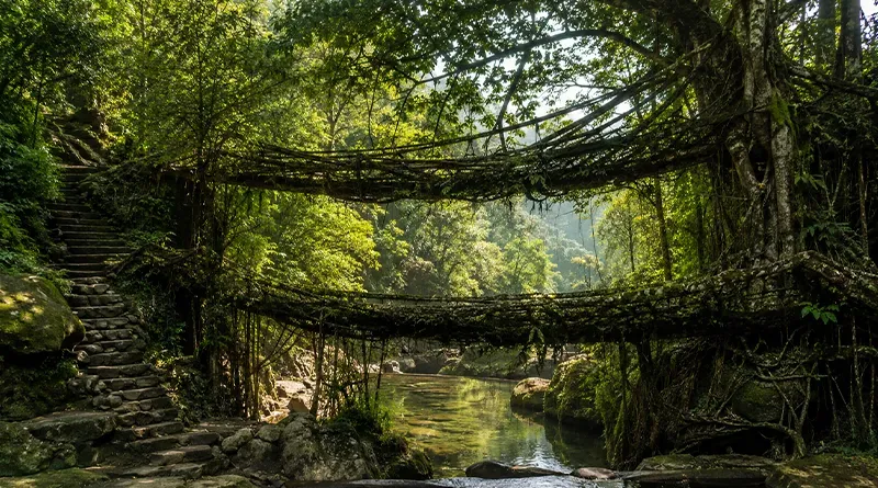 Walk Meghalaya’s Living Root Bridges Walk Meghalaya’s Living Root Bridges