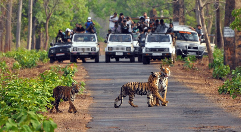 Jim Corbett Wildlife Safari