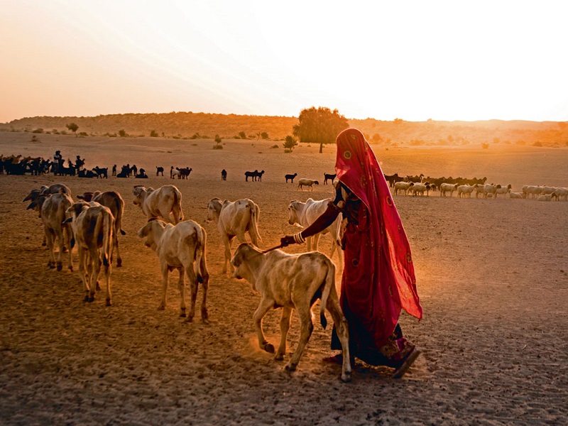 Thar Desert