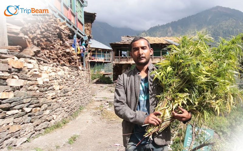 So, what makes Malana village a popular tourist destination in Himachal Pradesh