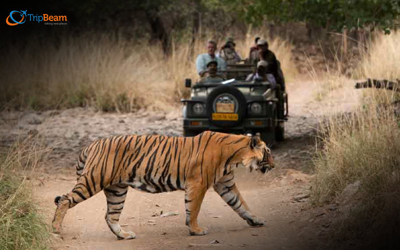 Wildlife around Bikaner India