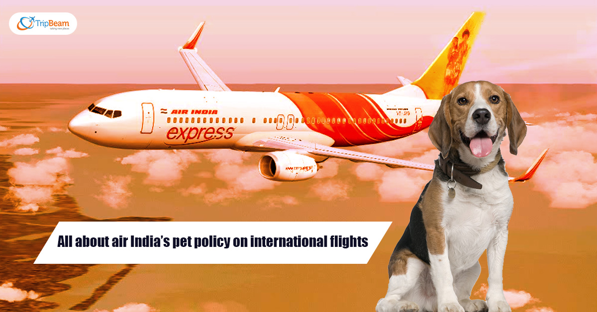 All about air Indias pet policy on international flights