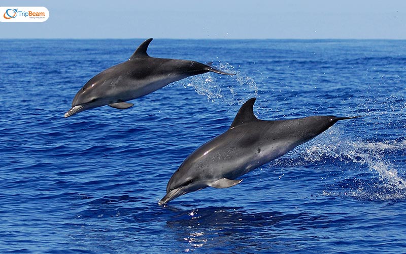 Ever tried dolphin watching