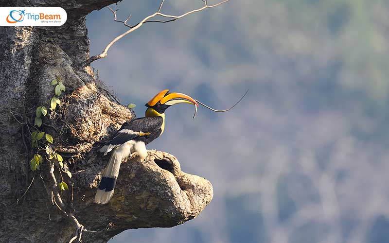 Visit in Valparai