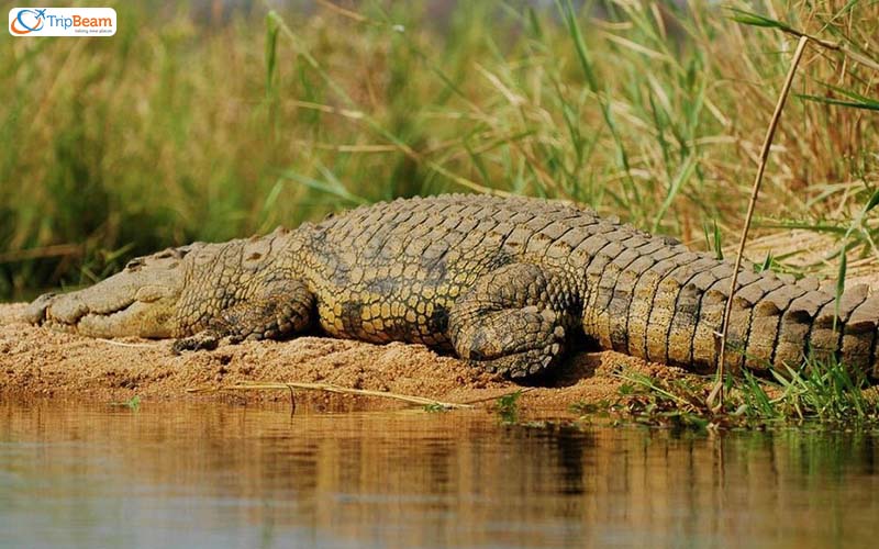 Crocodile and Bird Watch Boat Cruise