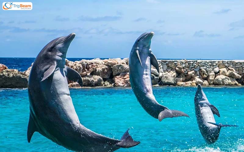 Dolphin Safari