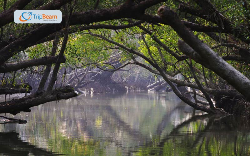 Aleya Ghost Lights Sundarbans