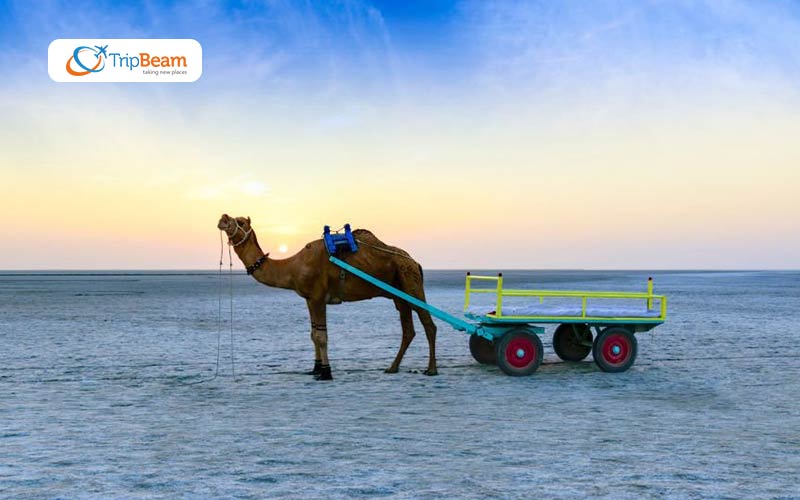 Salt Desert of Kutch Gujarat