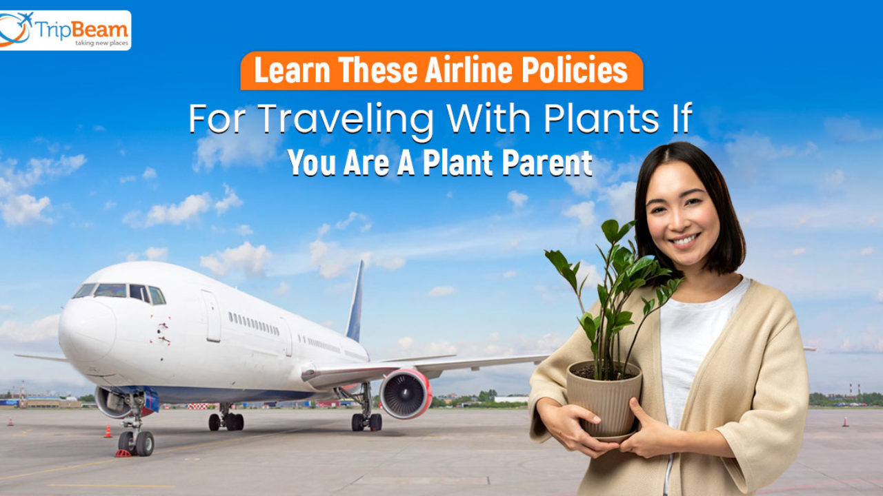 Learn These Airline Policies For Traveling With Plants If You Are A Plant  Parent - TripBeam Blog
