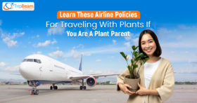Learn These Airline Policies For Traveling With Plants If You Are A Plant Parent