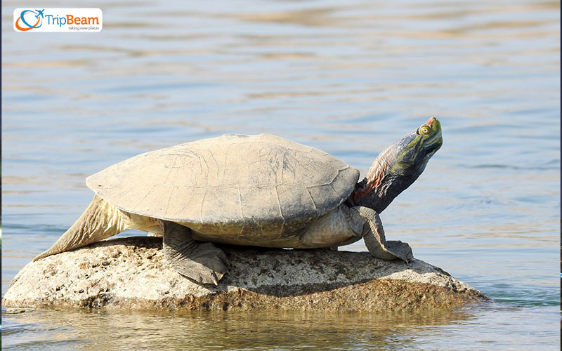 Charismatic Chambal Sanctuary