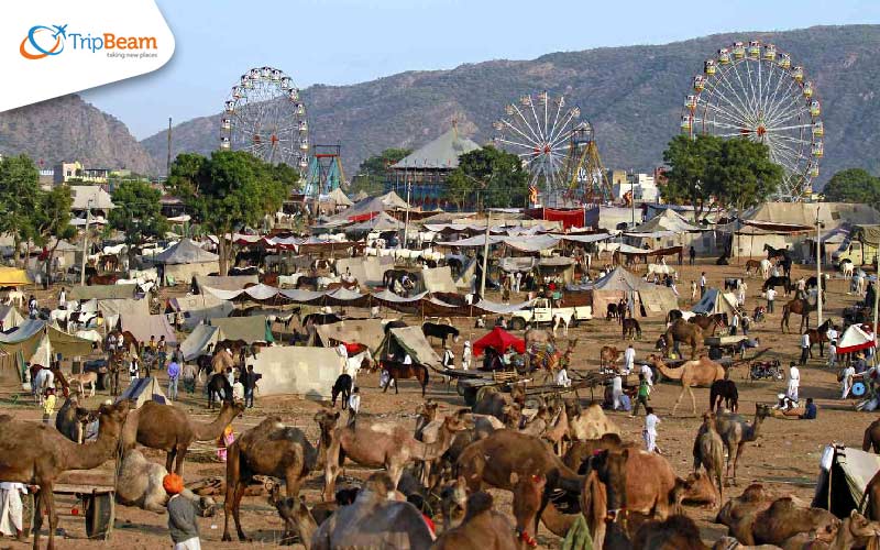 Pushkar Camel Fair