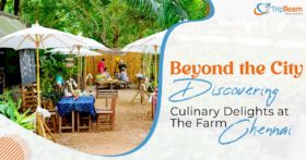 Beyond the City Discovering Culinary Delights at The Farm Chennai