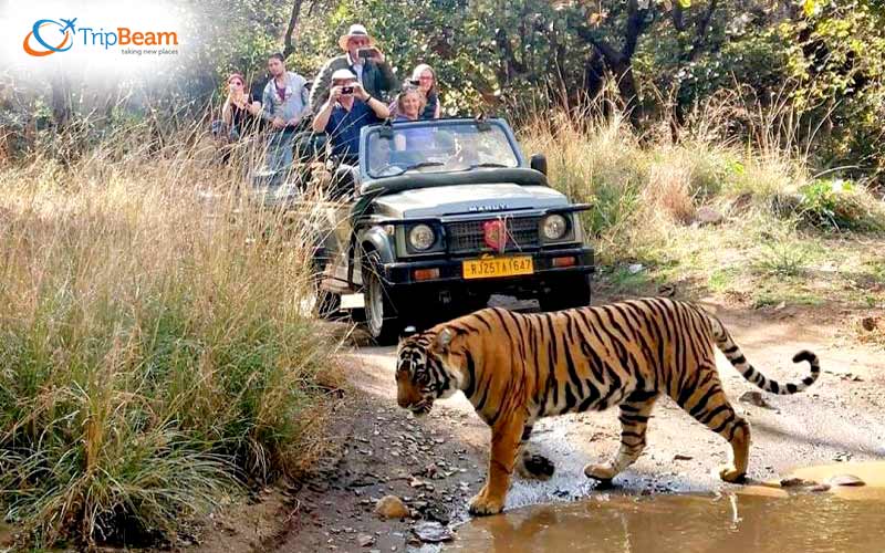 Ranthambore National Park's Wildlife Safari