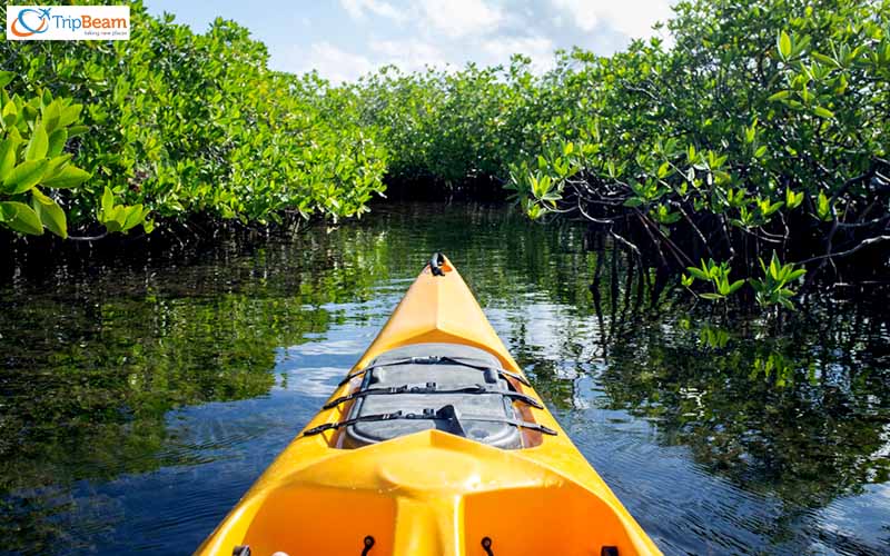 Night Kayaking Amidst Mangroves