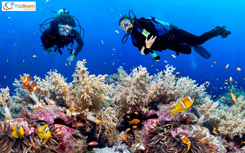 Scuba Diving at Nemo Reef
