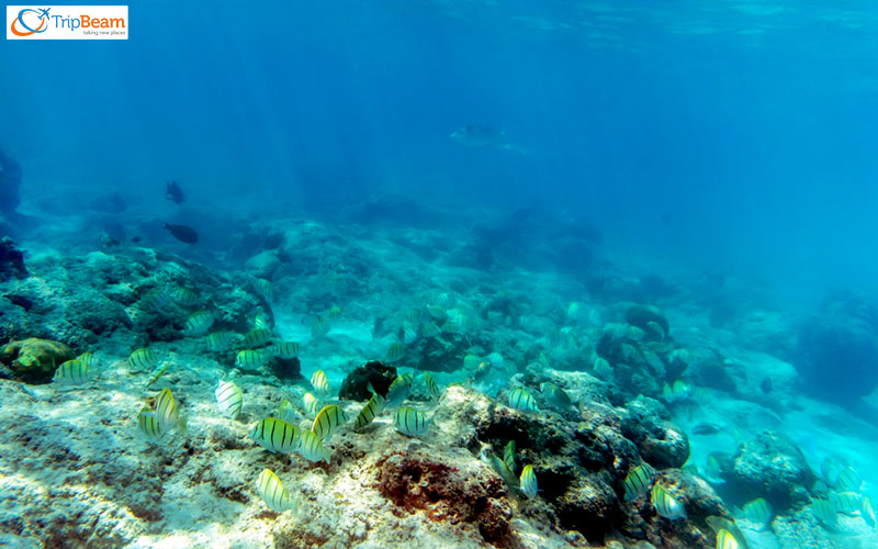 Snorkeling in Havelock Island