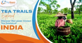 Tea Trails Explored Discover the Lesser Known Tea Estates of India