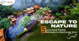 Escape to Nature 5 Luxurious Forest Retreats to Recharge Your Soul