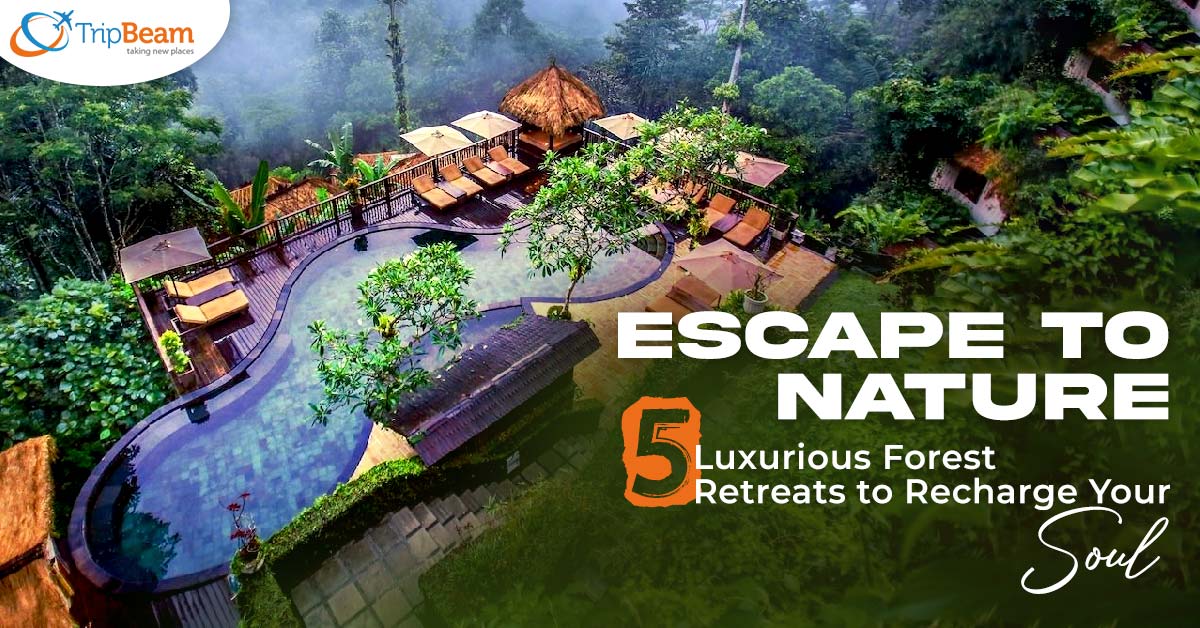 Escape to Nature 5 Luxurious Forest Retreats to Recharge Your Soul