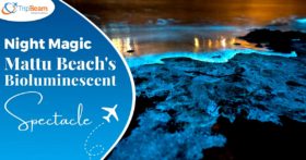 Night Magic Mattu Beach's Bioluminescent Spectacle