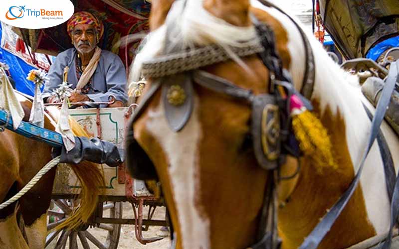 Gujarat life 3