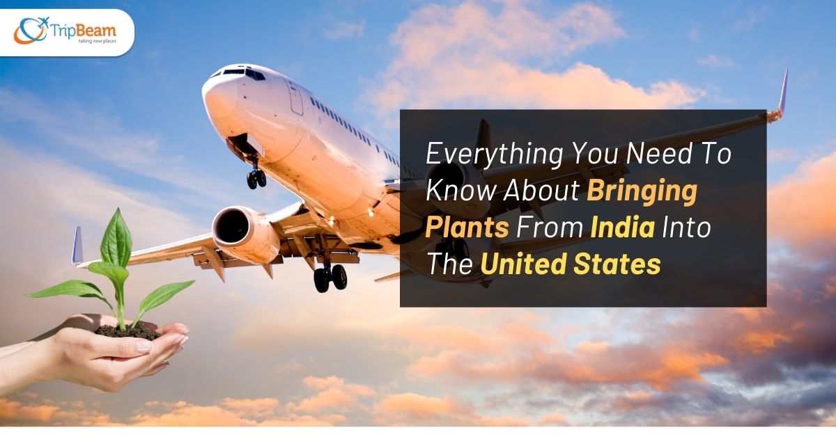 Everything You Need To Know About Bringing Plants From India Into The United States Tripbeam com (1)